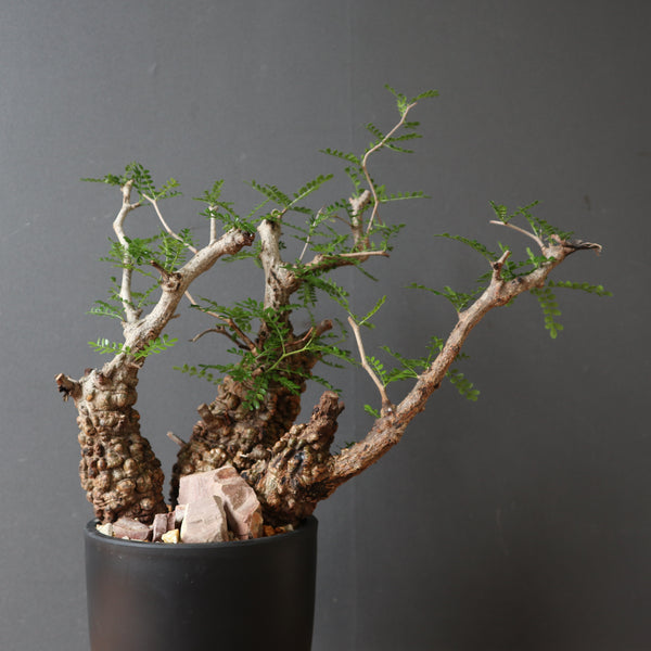 鉢 × 塊根植物 – TaiShoDo ONLINE SHOP