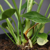 アンスリウム・ビーチーベイチーヴィーチ　EC1180