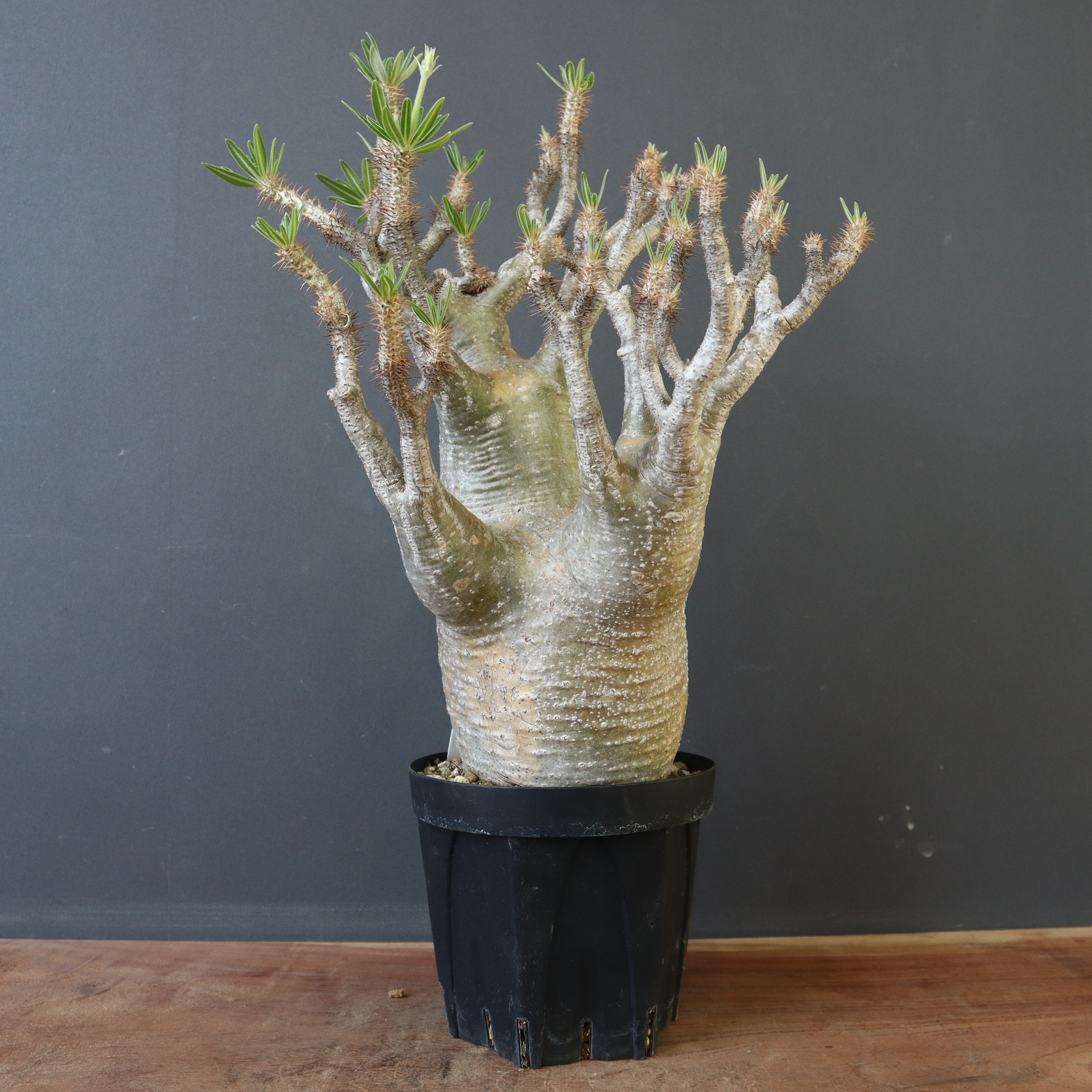 塊根植物 – 「