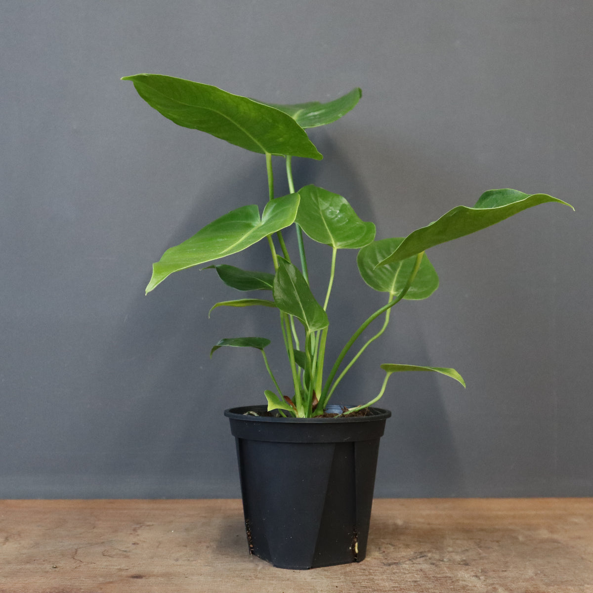 アロイド – TaiShoDo ONLINE SHOP