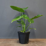 アンスリウム・ビーチーベイチーヴィーチ　EC1181