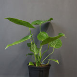 アンスリウム・ビーチーベイチーヴィーチ　EC1181