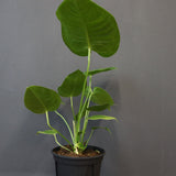 アンスリウム・ビーチーベイチーヴィーチ　EC1181