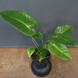 アンスリウム・ビーチーベイチーヴィーチ　EC1181