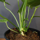 アンスリウム・ビーチーベイチーヴィーチ　EC1181