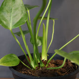 アンスリウム・ビーチーベイチーヴィーチ　EC1181