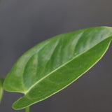 アンスリウム・ビーチーベイチーヴィーチ　EC1181