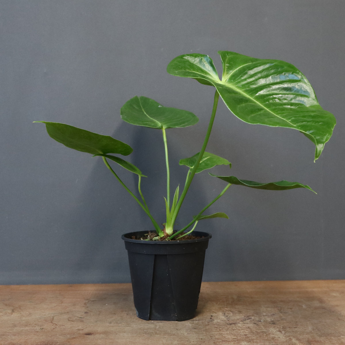 観葉植物 – 2ページ目 – TaiShoDo ONLINE SHOP