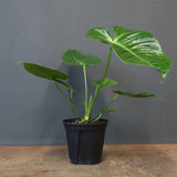 アンスリウム・ビーチーベイチーヴィーチ　EC1182