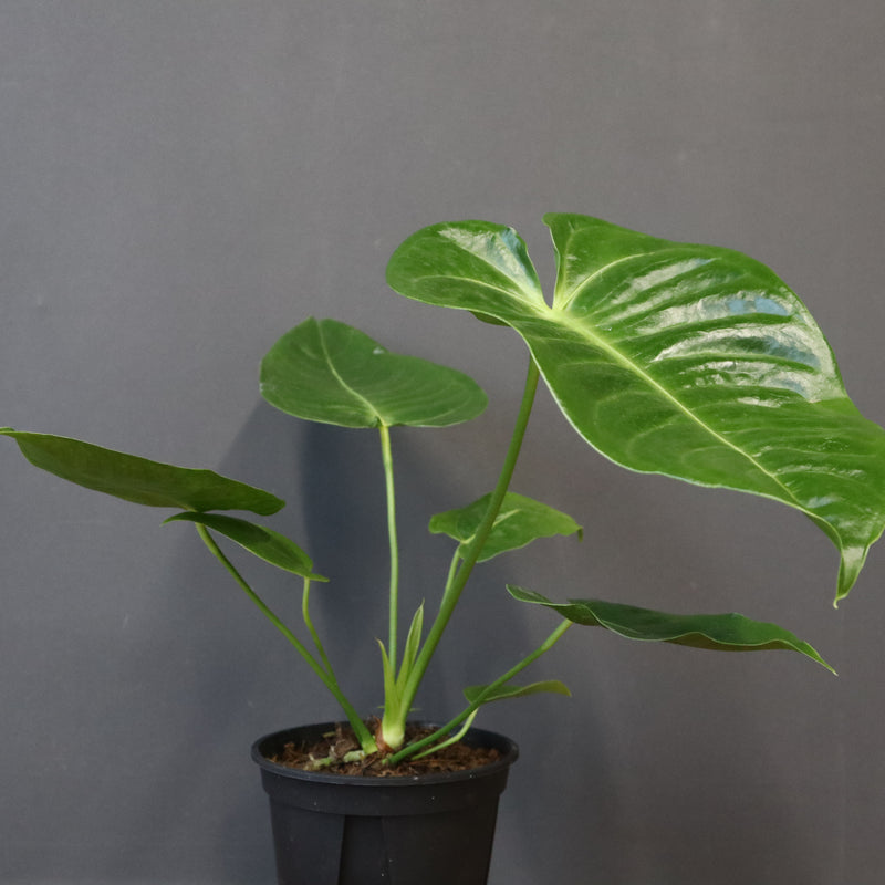 アンスリウム・ビーチーベイチーヴィーチ　EC1182