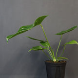 アンスリウム・ビーチーベイチーヴィーチ　EC1182