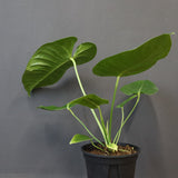 アンスリウム・ビーチーベイチーヴィーチ　EC1182