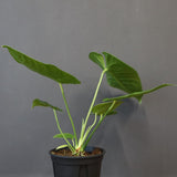 アンスリウム・ビーチーベイチーヴィーチ　EC1182