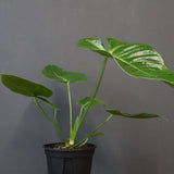 アンスリウム・ビーチーベイチーヴィーチ　EC1182