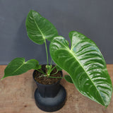 アンスリウム・ビーチーベイチーヴィーチ　EC1182