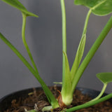 アンスリウム・ビーチーベイチーヴィーチ　EC1182