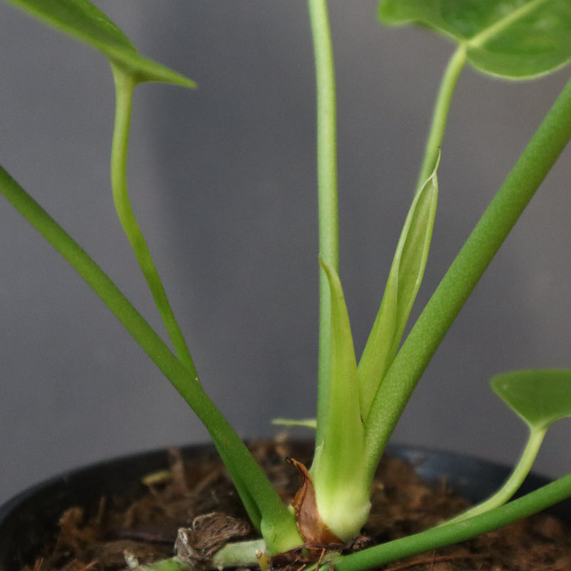 アンスリウム・ビーチーベイチーヴィーチ　EC1182