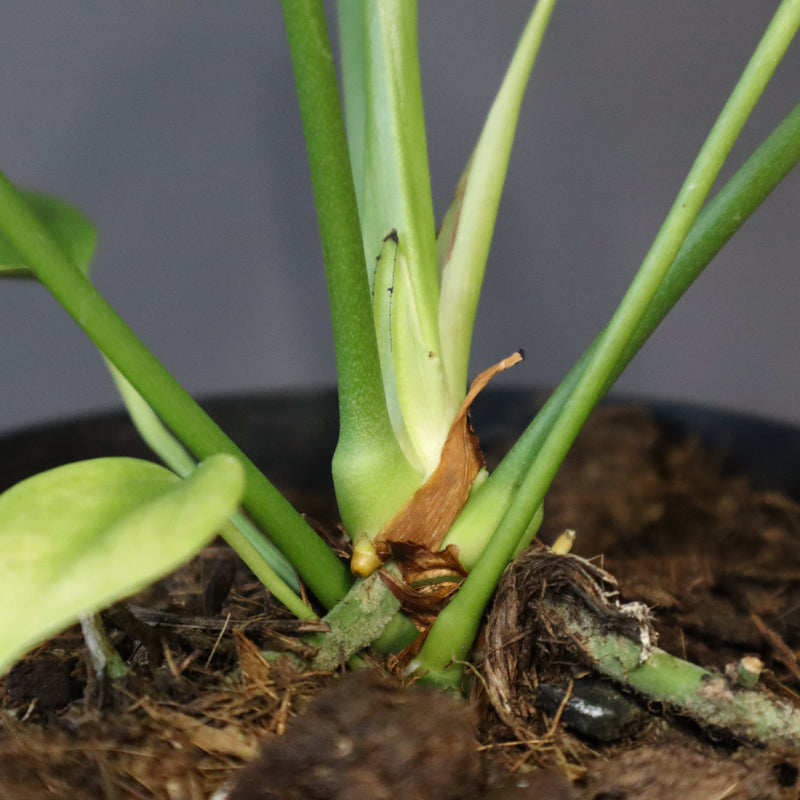 アンスリウム・ビーチーベイチーヴィーチ　EC1182