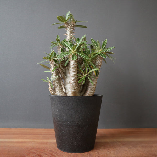 TaiShoDo ONLINE SHOP 塊根植物 多肉植物通販