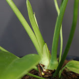 アンスリウム・ビーチーベイチーヴィーチ　EC1182