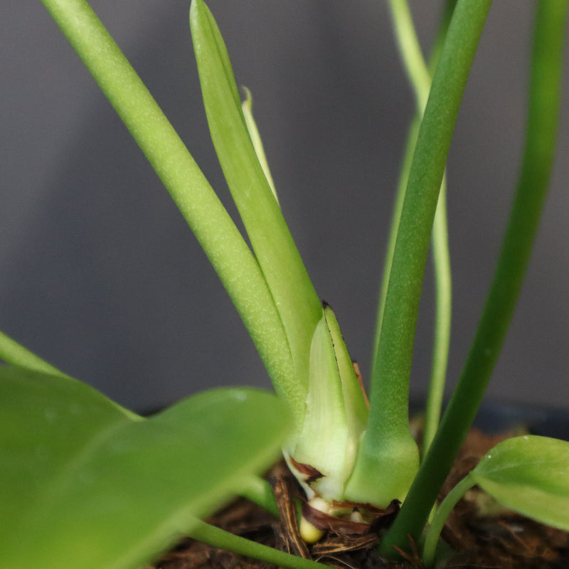 アンスリウム・ビーチーベイチーヴィーチ　EC1182