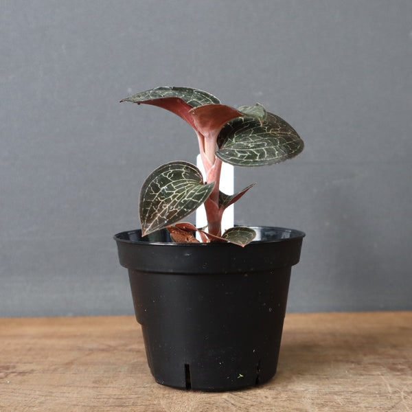 ジュエル・オーキッド 　EC1186