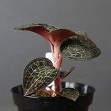 ジュエル・オーキッド 　EC1186