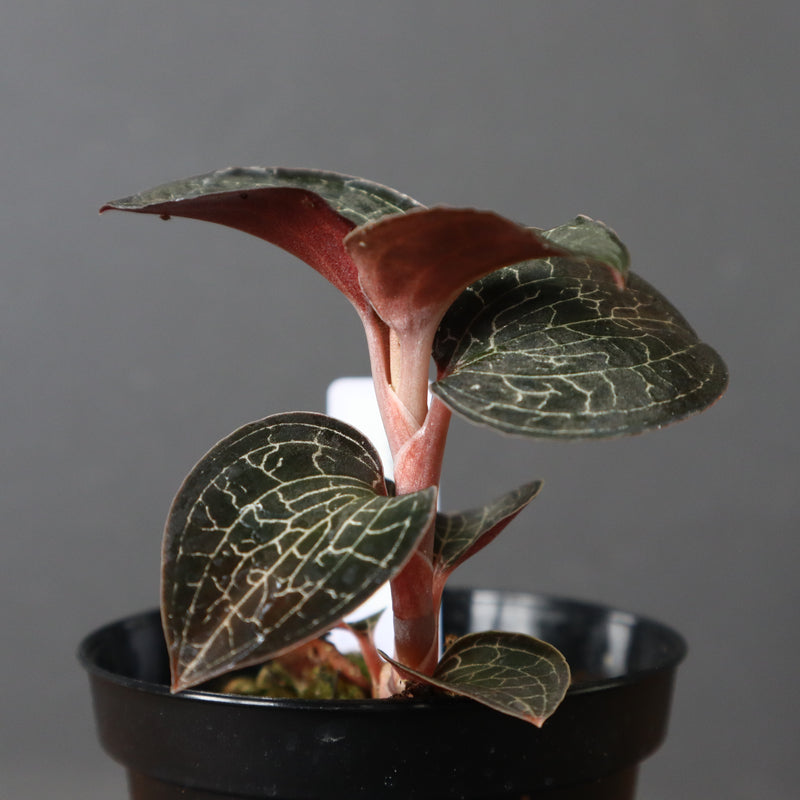 ジュエル・オーキッド 　EC1186