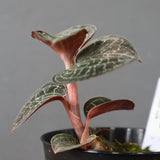 ジュエル・オーキッド 　EC1186