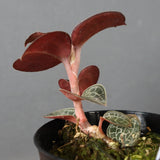 ジュエル・オーキッド 　EC1186