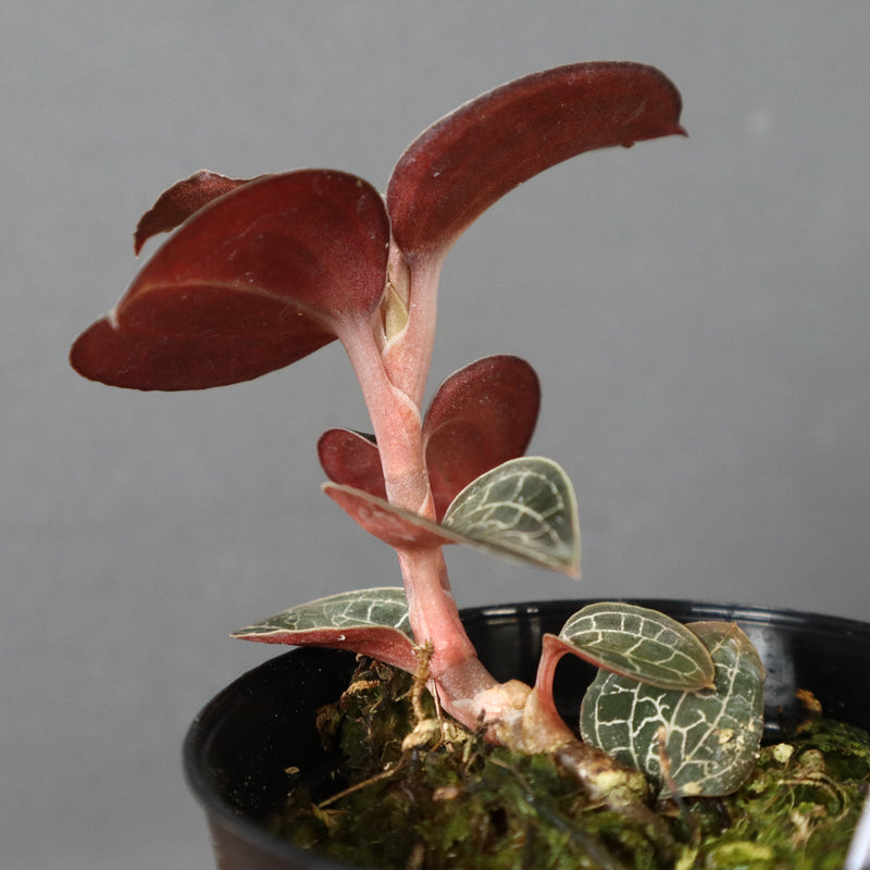 ジュエル・オーキッド 　EC1186