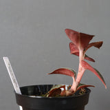 ジュエル・オーキッド 　EC1186