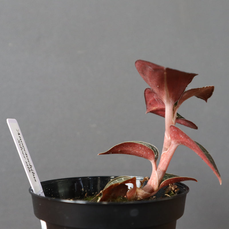 ジュエル・オーキッド 　EC1186