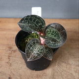 ジュエル・オーキッド 　EC1186