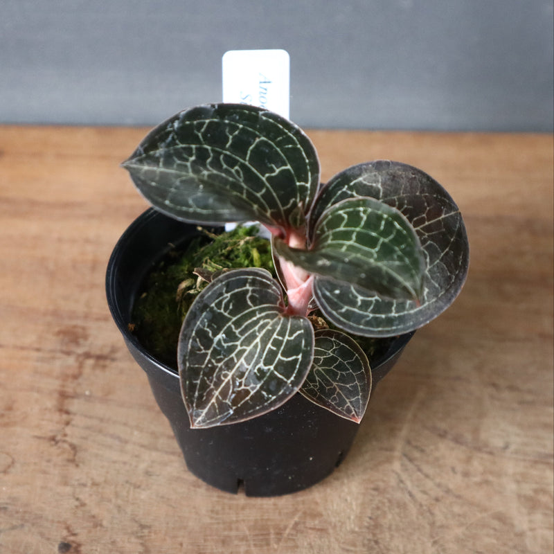 ジュエル・オーキッド 　EC1186