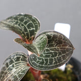 ジュエル・オーキッド 　EC1186