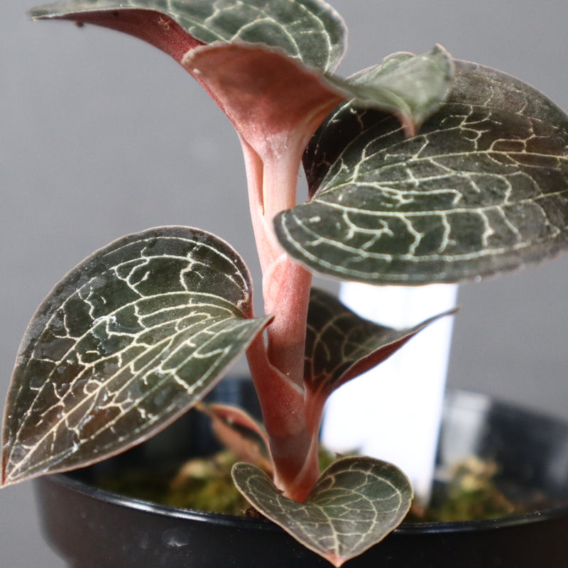 ジュエル・オーキッド 　EC1186