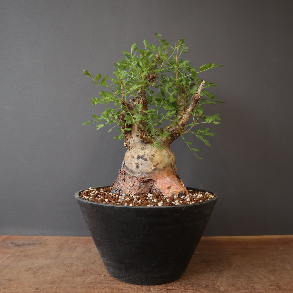 TaiShoDo ONLINE SHOP 塊根植物 多肉植物通販