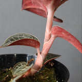 ジュエル・オーキッド 　EC1186