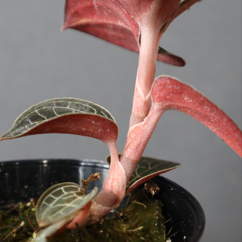 ジュエル・オーキッド 　EC1186