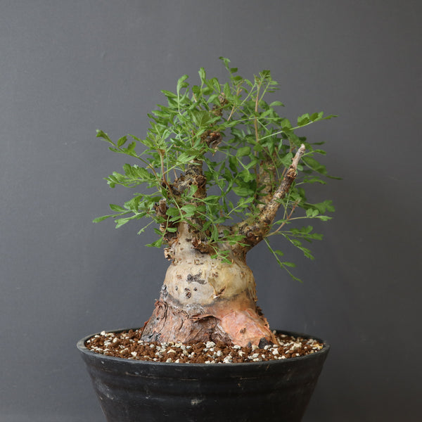 塊根植物 – 12ページ目 – TaiShoDo ONLINE SHOP