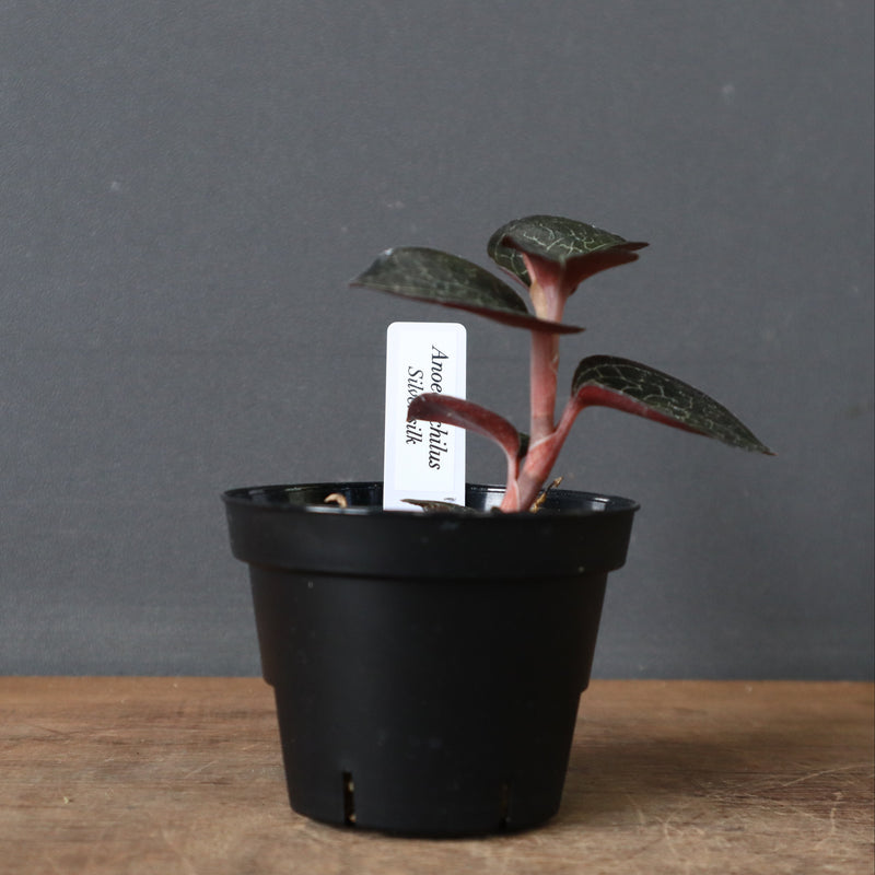 ジュエル・オーキッド 　EC1185