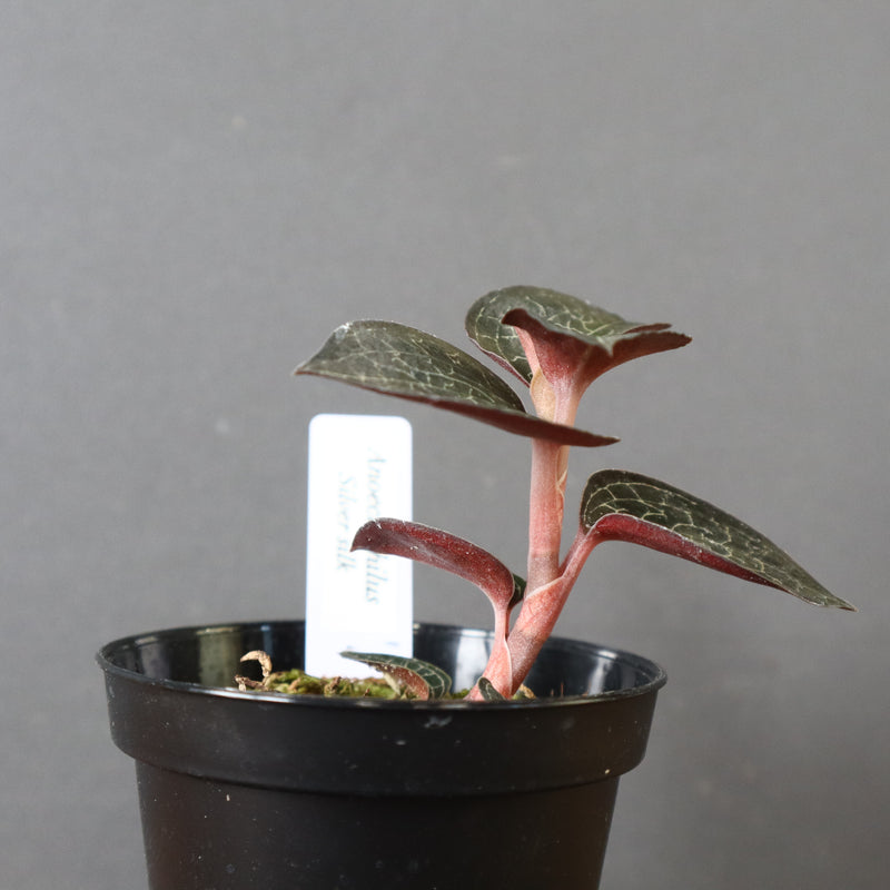 ジュエル・オーキッド 　EC1185