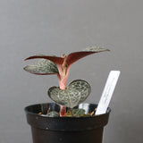 ジュエル・オーキッド 　EC1185