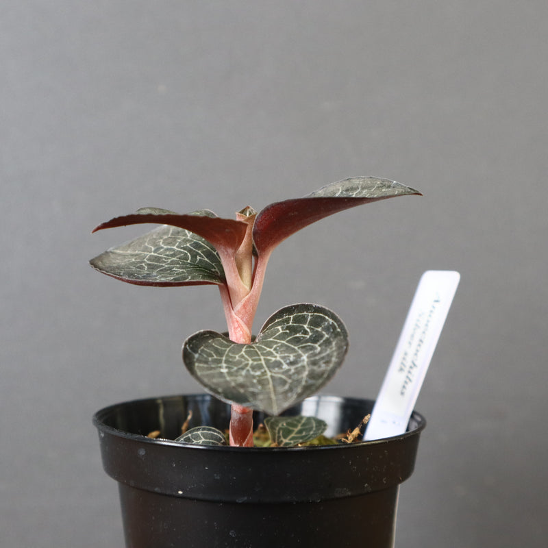 ジュエル・オーキッド 　EC1185