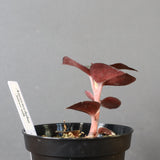 ジュエル・オーキッド 　EC1185