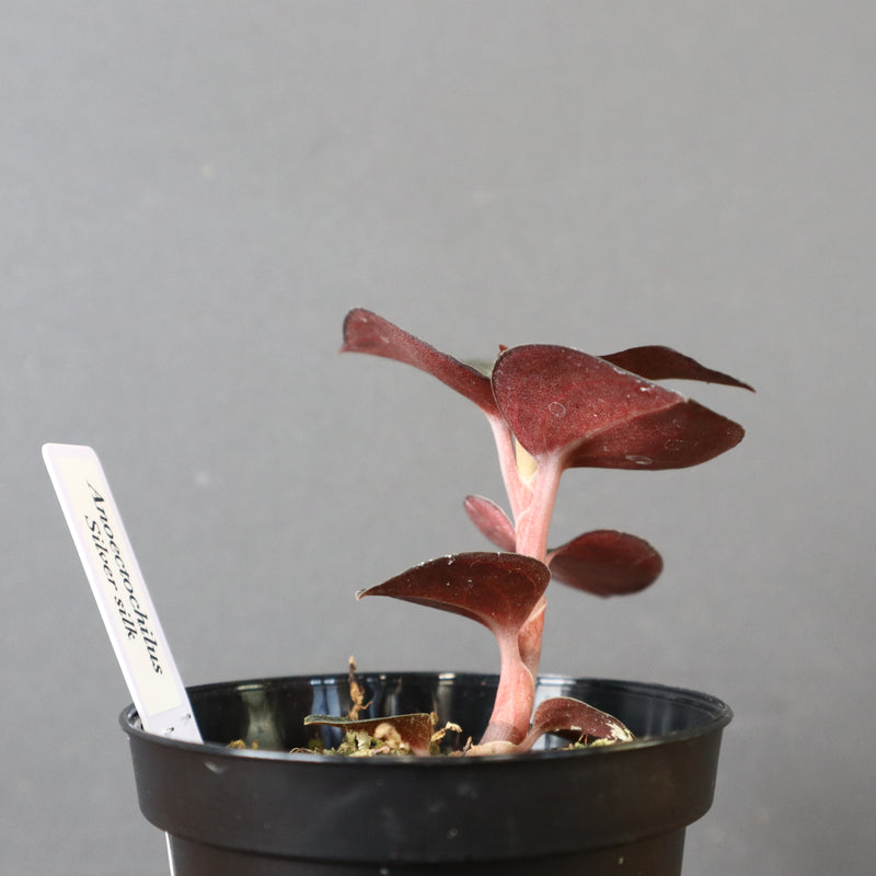 ジュエル・オーキッド 　EC1185