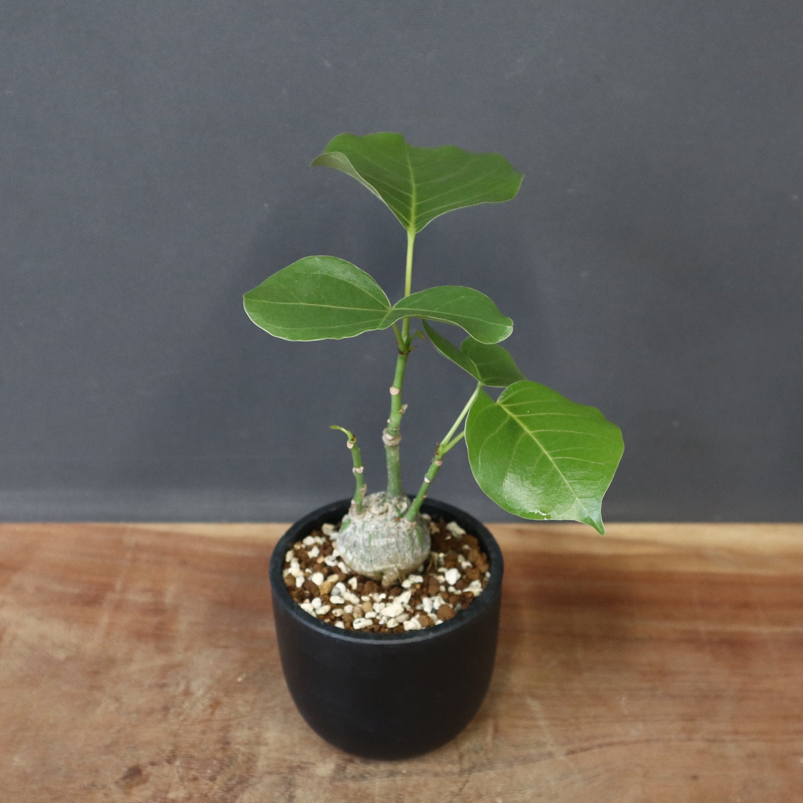 沖縄実生！超緑！最高！ボンバックス！ IMG_0405_a582e457-f0fb-4e6a-