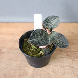 ジュエル・オーキッド 　EC1185