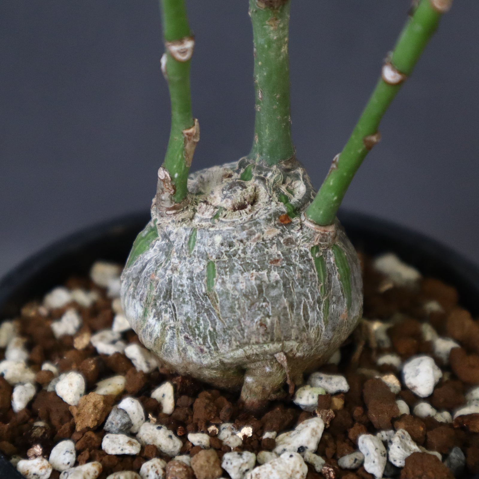 プセウド ボンバックス （実生）4 – TaiShoDo ONLINE SHOP